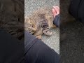 おい、道路の上だぞ#野良猫 #猫 #ネコ