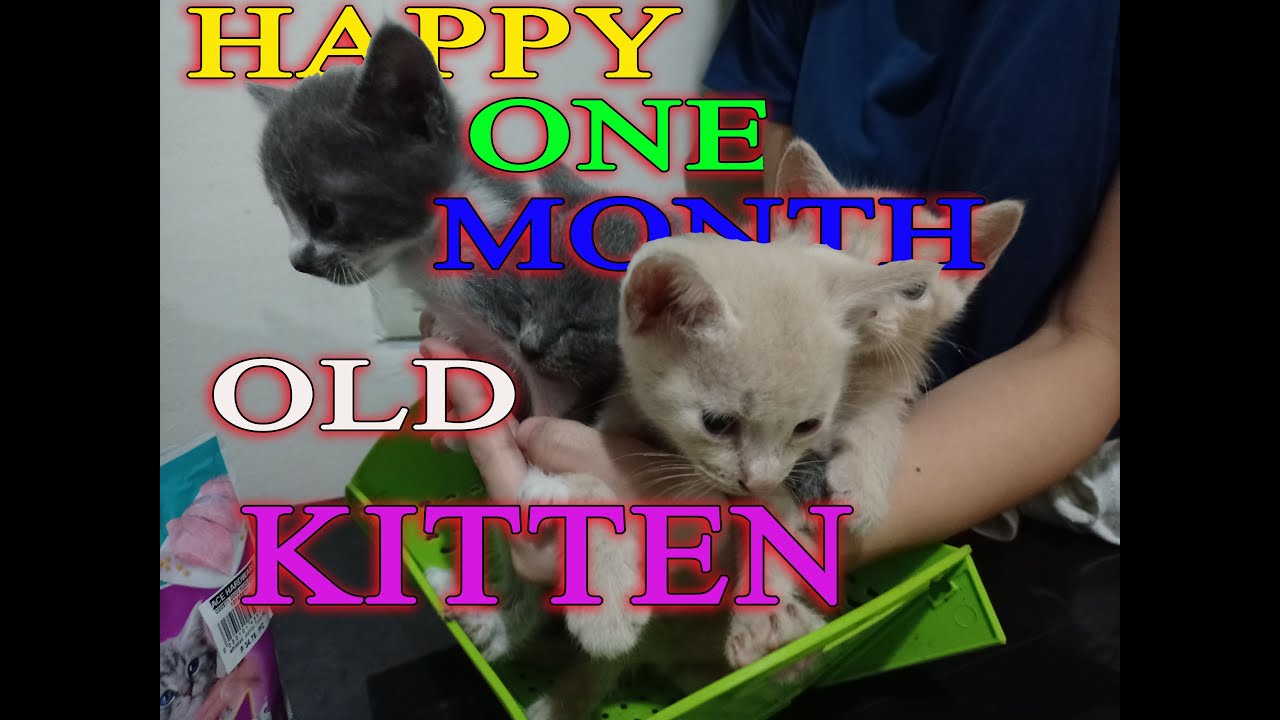 One Month Old Kitten YouTube