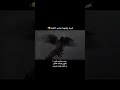 محد يخلي الطيره يلوح بدينه عالي، جوري وذياب#روايات_عراقيه #روايات #واتباد_عراقي #واتباد #واتباديات