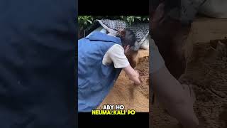 „10 nejděsivějších chvil v životě majitele mazlíčka“