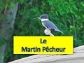 Martin pcheur damrique  belted kingfisher  serge toniettogigure  aventure oiseaux nature