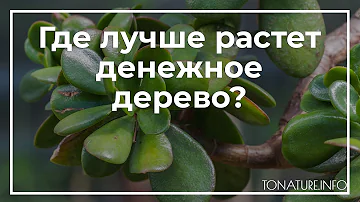 Где лучше растет денежное дерево? | toNature