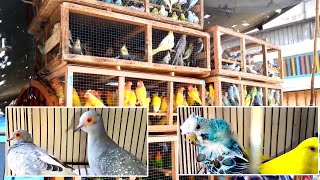 Birds Market Lalukhet Sunday Video Latest Update 21-4-24 in Urdu Hindi | @akaviary