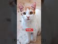The CIA spent $20 million turning a cat into a spy