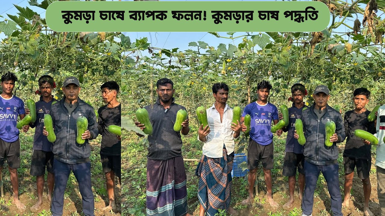 লাভবান কৃষক! কুমড়া চাষে ব্যাপক ফলন #MdJahangirAlamSelim
