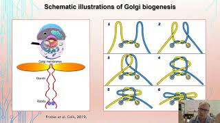 Onco-Golgi and Er Stress: The Drivers of Prostate Cancer Progression