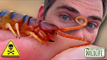 How DANGEROUS Is The BITE Of The DESERT CENTIPEDE?
