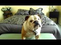 Winston the Bulldog trying to talk