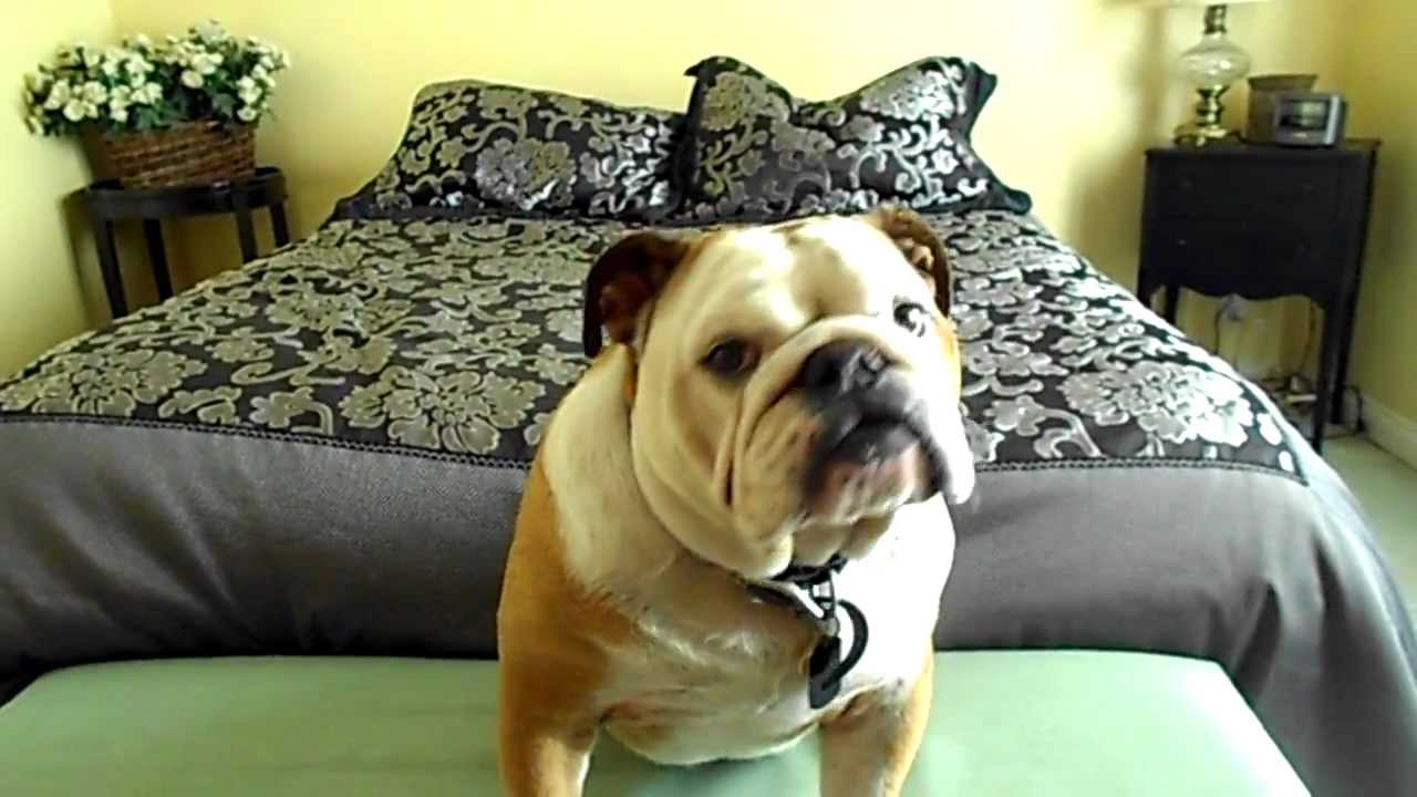 Can you help Winston, the English Bulldog? - Cotswolds Dogs and