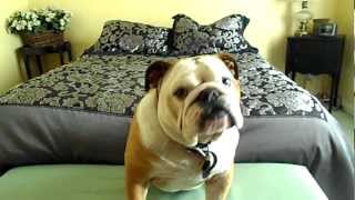 Winston the Bulldog trying to talk