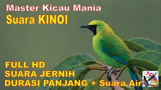 Masteran Murai, Suara Burung KINOI Durasi Panjang   Terapi Suara Air Mengalir...FULL HD...!!!