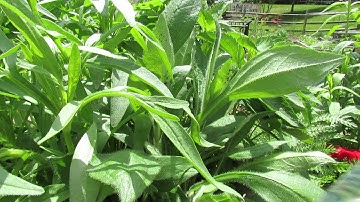 Controlling Soft Bodied Insects/Aphids Using Soapy Water Spray - MFG 2014