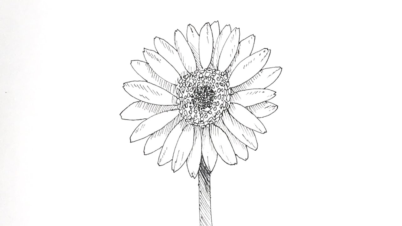 How To Draw A Pen Drawing Of A Gerbera In 3 Minutes Youtube