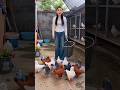 Smart Girl Feeding Hungry Pigeons 🐦✨ Amazing Bird Friendship Moment ❤️ #PigeonFeeding #VillageLife