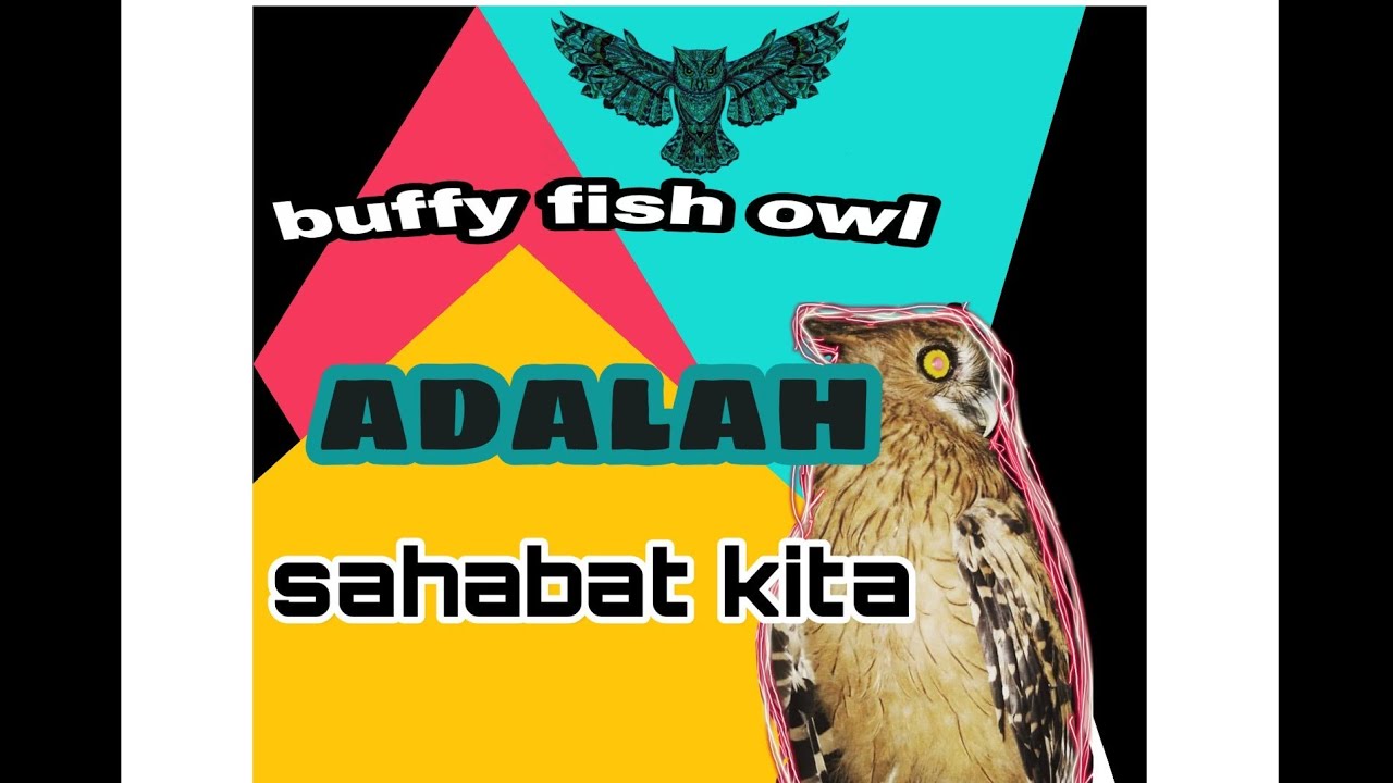 Burung hantu master limbad atau buffy fish owl 
