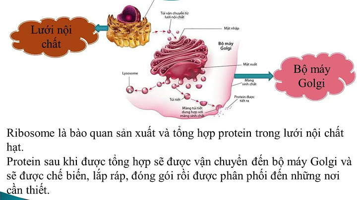 Tế bào nào có nhiều lưới nội chất trơn năm 2024