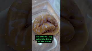 How cute is this baby Ball Python taking their first drinks of water