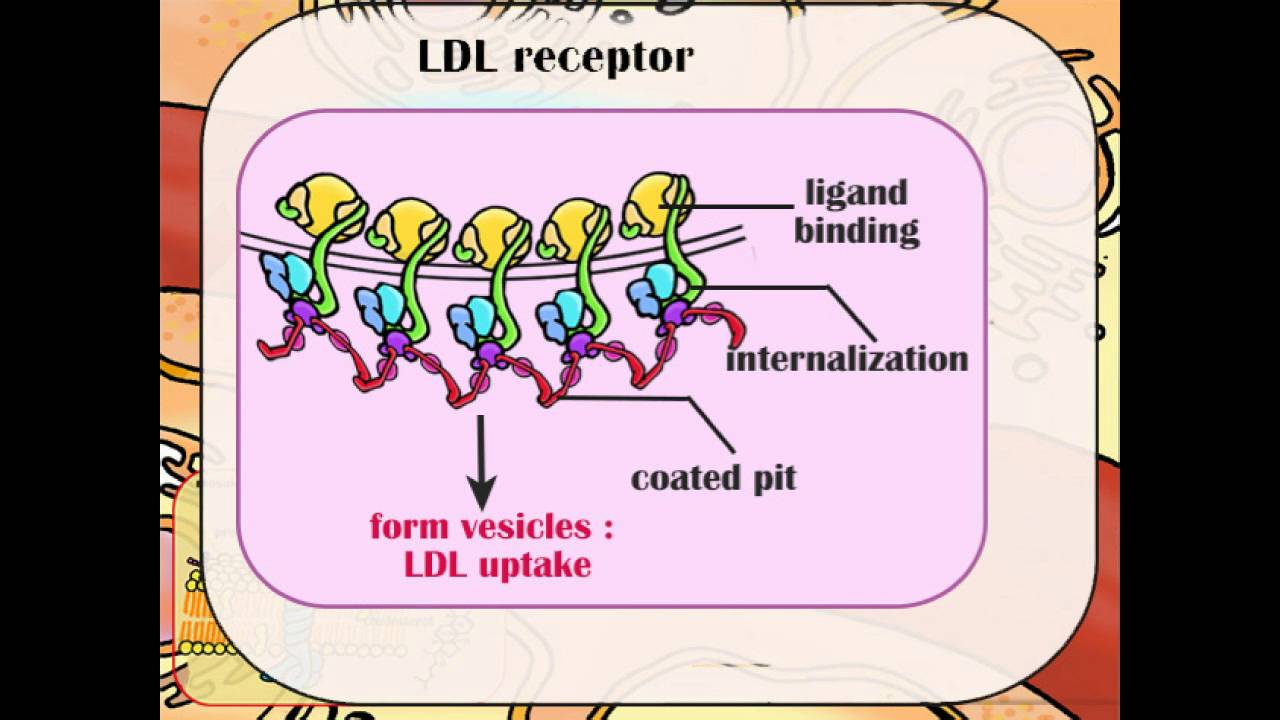 Receptor Mediated Endocytosis YouTube