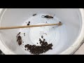 Mantis Care #3 - Feeding L4 Mantis  Nymphs, Mantis eats Earwig