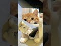 terpesona dengan kucing ( jangan lupa subscriber )