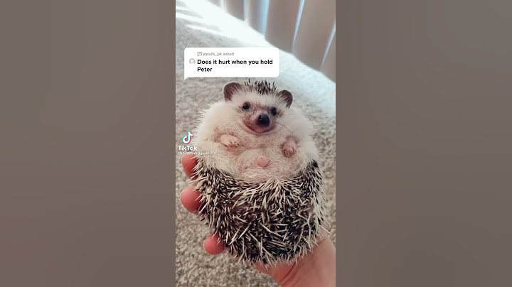 Holding a hedgehog without getting hurt😳😳
