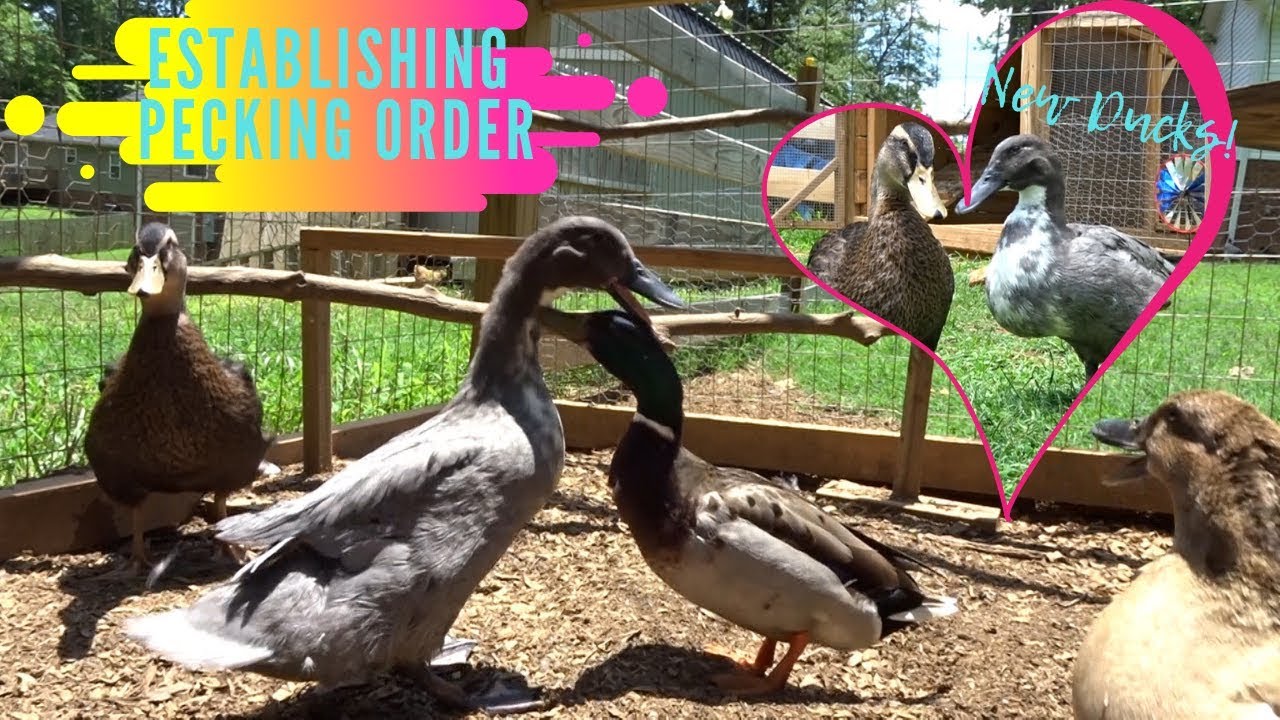 New Ducks! Establishing Pecking Order - YouTube