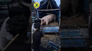 আজ একটা 270kg ওজনের শূকর কেনা হল #big pig #profitable farming business #shukar palan #pig purchase