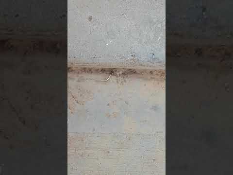 حتى قصاصة الأظافر لم تتركها النملة لحظة