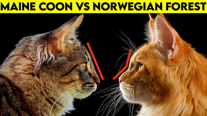 Maine Coon Vs Norwegian Forest Cat - How To Identi...