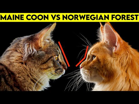 Maine Coon vs norsk skovkat - hvordan man identificerer dem