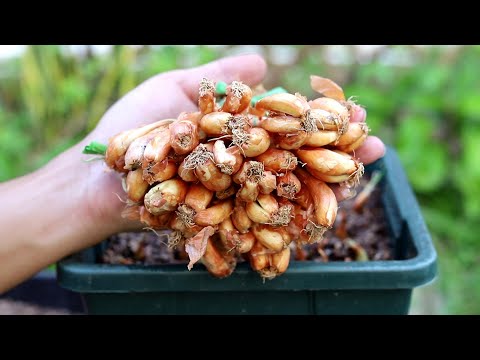 如何栽种香葱？记好这个方法，成活率更高