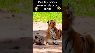 La Reacción De Un Perro Al Ver Un Tigre De Peluche