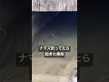 ナマズの10倍引くけど... #ナマズ釣り #デイナマ