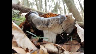Funghi Marzuoli Dormienti Hygrophorus marzuolus 2017 al 2010 Gianca e Gianco50