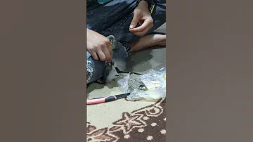پرنده بلبل 