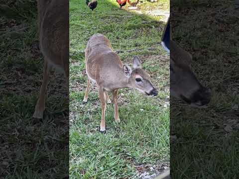 FAWN @ a TESLA SuperCharger in Big Pine Key, Florida ! BABY DEER