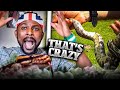 LONDON POLICE CATCH SNAKES vs PANJI PETUALANG CATCHES 2 KING COBRAS |UK & INDONESIA- Nigerian REACTS