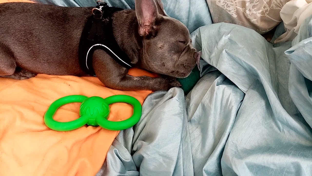 Sirius Q Masters His Vibrating Mouse