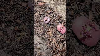 Potato Garden Bed