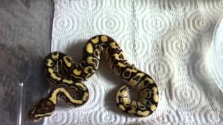 Lesser Platinum Dinker Female Ball Python-Double B Reptiles