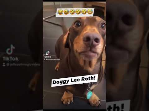 Doggy Lee Roth Just A Gigolo Shorts