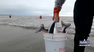 Fishing Report How to report your dipnet harvest online only by Aug 31