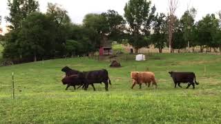 Stampede At The Nori Ranch Near Parkers Prairie