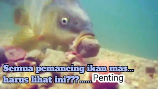 Cara Ikan Mas Memakan Umpan di dalam air!! Ini akan membantu Anda yang belum tau jadi tau.