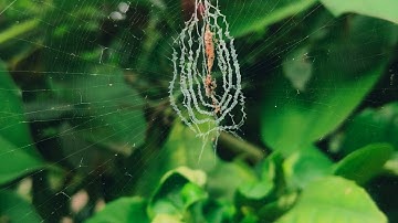 ProRes HQ 4k HDR clip HLG rec2020