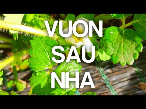 Video: Chăm sóc hoa dâu tây - Tìm hiểu về điều kiện phát triển của hoa rơm