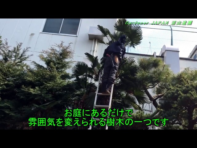シュロの木、棕櫚の木、1本（選択可能）、庭木、ガーデニング、自己掘り出し シュロの木、棕櫚の木、1本（選択可能）、庭木、ガーデニング