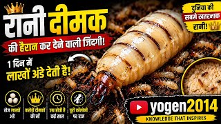 दिमक रानी का जीवन चक्र Queen #termite Life Explain #insects #knowledge #education #viral #wildlife 