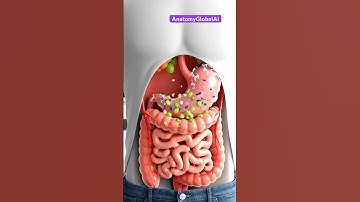 What Happens When You Eat Grapes? 🍇 | 3D Animation