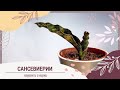 Сансевиерии Лауренти и Кирки. Сансевиерия из листа.